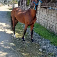 اسب جوان سرحال نژاد کرداصیل