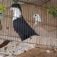 کبوتر کرواتی