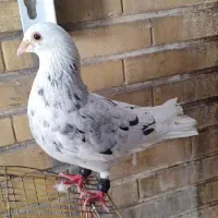 نر کوهی مست|پرنده|شوش, |دیوار