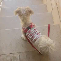 واگذار رایگان پاپی