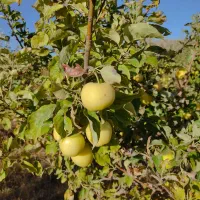 7000مترباغ معاوضه باملک درتبریز|فروش دفتر صنعتی، کشاورزی، تجاری|صوفیان, |دیوار