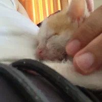 بچه گربه ماده dsh
