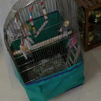 یک جفت عروس هلندی