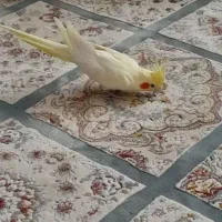 عروس هلندی