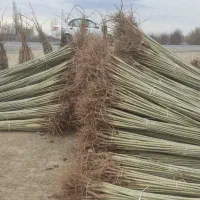 نهالستان فروش نهال های گردو بادام و صنوبر|خدمات باغبانی و درختکاری|تاکستان, |دیوار