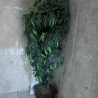 درختچه|گل مصنوعی|گرگان, |دیوار