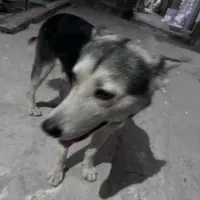 سگ پیداشده در خیابان خیام|حیوانات|کرج, گلشهر|دیوار