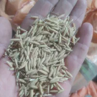 تخم جو صدری دمسیاه