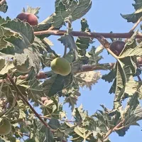 انجیرستان-استهبان