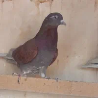 کفتر سرخ  پرشی