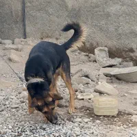 سگ ژرمن نگهبان|سگ|پاکدشت, کبودگنبد|دیوار