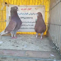 کفترپرشی