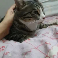 گربه|گربه|بیرجند, |دیوار