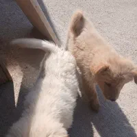 توله اشپیتزو