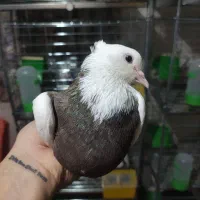 طوقی کاکلی ماده