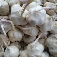 سیر درجه یک همدان