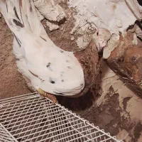 زرد هفرنگ نر مست مناسب جفت|پرنده|الوند, |دیوار