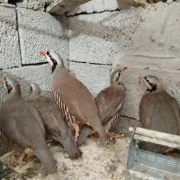 مولد و جوجه