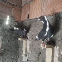 سهتا پلنگ دوتاکلای  یک کوسه سوراخی|پرنده|کرمان, |دیوار