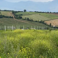 1000متر زمین سند تک برگ خوش قواره دوبر|فروش زمین و ملک کلنگی|توتکابن, |دیوار