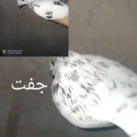 کفتر|پرنده|رودان, |دیوار