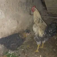 مرغ و خروس محلی