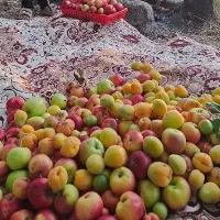 لواشک چند میوه با بهترین کیفیت