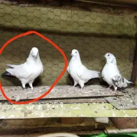 فروشی دو عدد نر|پرنده|نوشین شهر, |دیوار