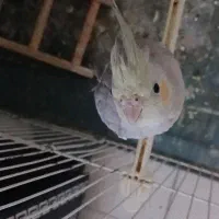 عروس هلندی نر با قفس