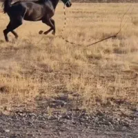 اسب نریان|اسب و تجهیزات اسب‌سواری|خرمدره, |دیوار