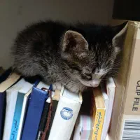 واگذاری گربه ۵ عدد ب صورت جدا یاچندتایی|گربه|پاکدشت, پاکدشت (مامازند)|دیوار