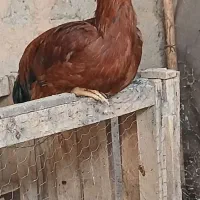 خروس لاری|حیوانات مزرعه|اسفراین, |دیوار