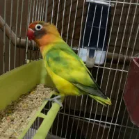 معاوضه طوطی برزیلی با هرچی