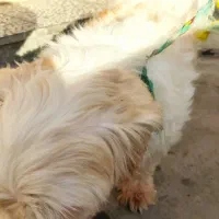 سگ شیتزو|سگ|آزادشهر, |دیوار