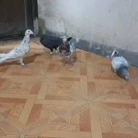 کفتر|پرنده|رباط‌کریم, شهرک صنعتی ده‌حسن|دیوار