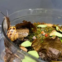 حلزون  Garden snail|خزنده|تهران, صفا|دیوار