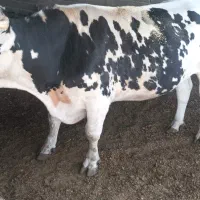 ‌گوساله‌نر‌‌کشتاری‌‌قهدریجان|حیوانات مزرعه|اصفهان, اشکاوند|دیوار