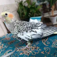 عروس هلندی تازه دون خور شده ۳ماهه