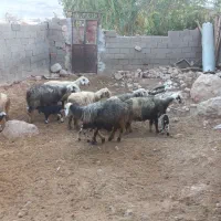 سلام فروش ۲۰راس میش برداره داشتی بفروش میرسد