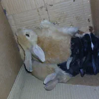 خرگوش|موش و خرگوش|خواف, |دیوار