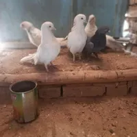 پرنده