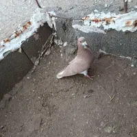 کفتر شهری زرد ماده