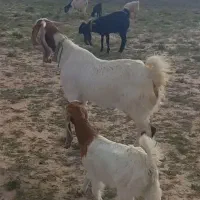 بز پاکستانی ۳ قلو زا با بزغاله ماده