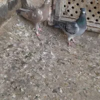 کفتر صید|پرنده|تربتحیدریه, ترمینال|دیوار