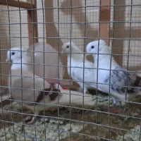 کبوتر کاکلی|پرنده|شیراز, حومه شیراز|دیوار