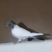 کفتر رنگی دمبی و کله دمبی و دوکتی ماده|پرنده|قم, دروازه ری|دیوار