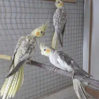 عروس هلندی بدلیل کمبود جا