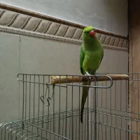 طوطی ملنگو سخنگو|پرنده|تهران, یافت آباد جنوبی|دیوار