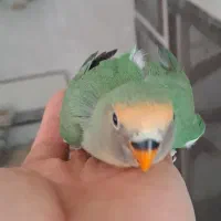 طوطی عروس هلندی جفت مولد|پرنده|همدان, |دیوار