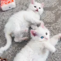 واگذاری گربه|گربه|مشکیندشت, |دیوار